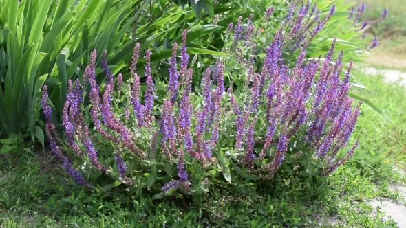 Garden Sage With Bees On It.