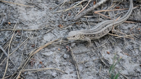 Lacerta Agilis. Sand Lizard On The Ground In Forest