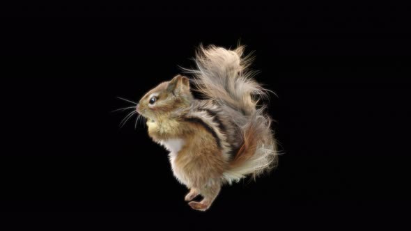 Squirrel Dancing 4K alt