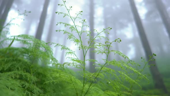 Small Green Plants Surrounded By Tall Trees in Forest