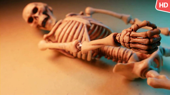 Human Skeleton 0179 alt