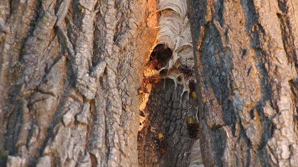 Wasp Nest In a Tree Trunk