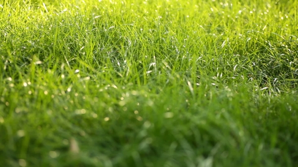 Evening Grass With Dew In Summer Park