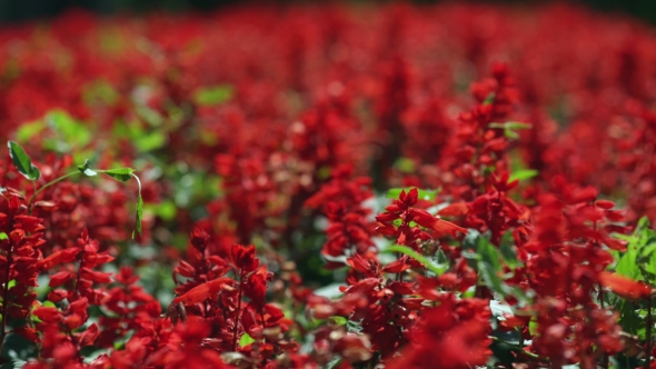 Salvia Splendens. A Field Of Red Flowers. A Flowerbed With Red Flowers