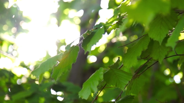 Sunshine With Highlights Through The Spring Green Foliage