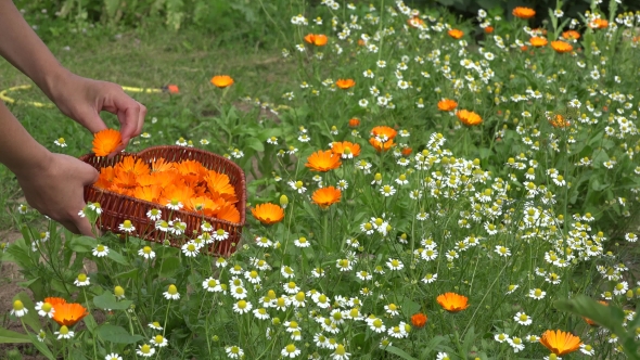 Gardener Girl Gather Marigold Herb Blooms To Heart Shape Dish. 