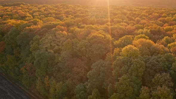Autumn Forest at Dawn in