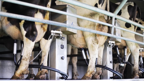 Cows Udder With Milking Machine On Dairy Farm 26, Stock Footage | VideoHive