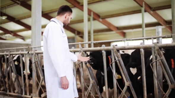 Veterinarian With Cows In Cowshed On Dairy Farm 39, Stock Footage 