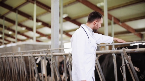 Veterinarian With Cows In Cowshed On Dairy Farm 41, Stock Footage ...