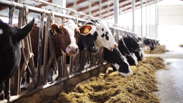 Herd Of Cows Eating Hay In Cowshed On Dairy Farm 62 alt