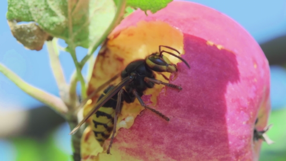 Hornet Eats Red Apple alt