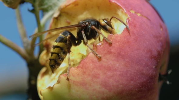 Hornet Eats Red Apple, Stock Footage | VideoHive