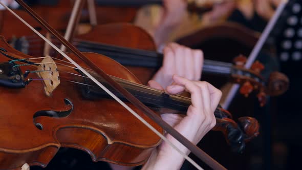 Closeup of Musicians Playing Violins in Symphony Orchestra