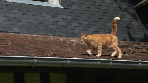 751121 Red Tabby Domestic Cat walking on Roof, Normandy, Real Time alt