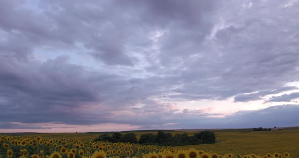 Clouds Thickened Over The Sunflower Field alt