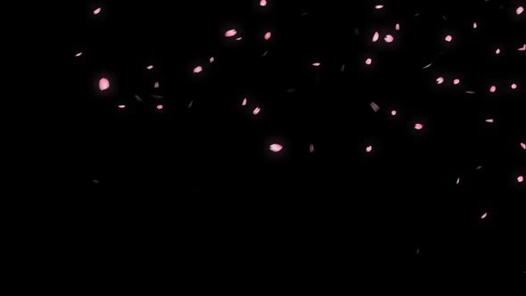 Falling Cherry Blossom Petals, Motion Graphics | VideoHive
