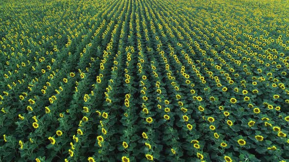 Agriculture  Aerial View Drone Video of Sunflower Field