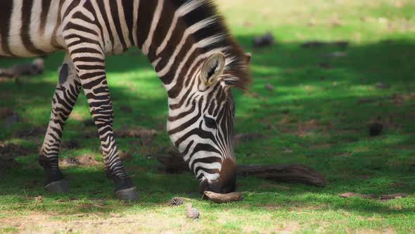Zebra eating grass on green meadow
