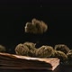 Marijuana buds falling near money bills over a dark background. Cannabis and illegal business - VideoHive Item for Sale