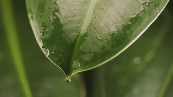 Raindrops On a Plant Leaf alt