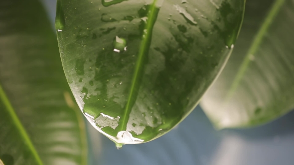 Raindrops on a Plant Leaf alt