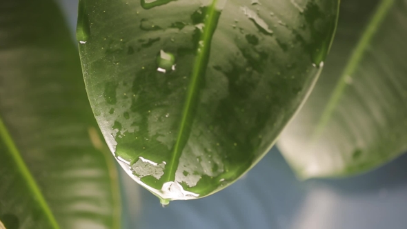 Raindrops on a Plant Leaf