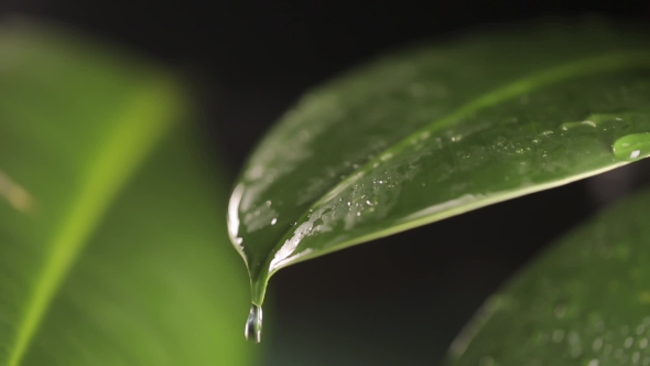 Raindrops On a Plant Leaf alt
