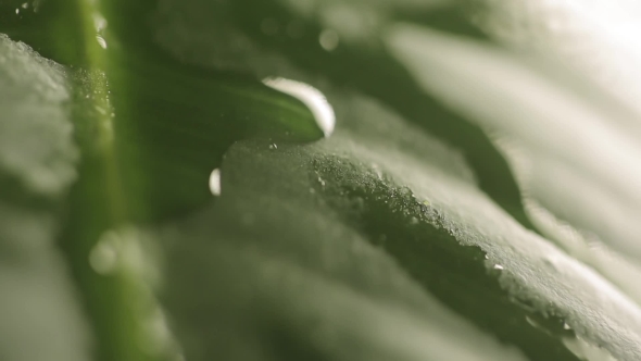 Raindrops On a Plant Leaf alt