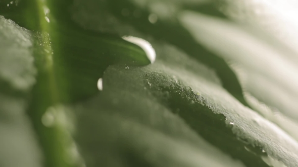 Raindrops On a Plant Leaf