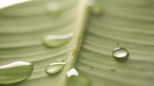 Raindrops On a Plant Leaf