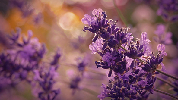 Lavender At Sunset alt