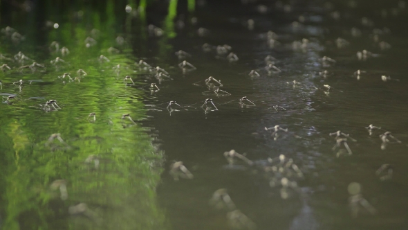 A Large Number Of Water Spiders On The Water