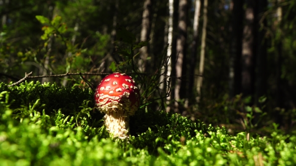 Poisonous Mushroom Fly Agaric. With a Bright Red Cap