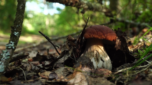 Forest Boletus Mushroom Or White Mushroom. In The Forest Delicacy.