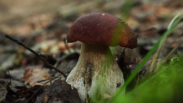 Forest Boletus Mushroom Or White Mushroom. In The Forest Delicacy.