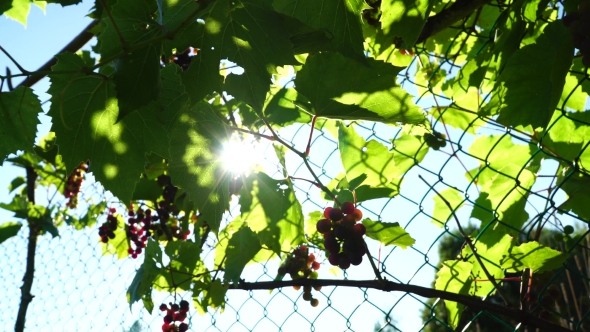 Grapes On a Sunny Day, Clusters Of Bright Colors, Through The Sun's Rays
