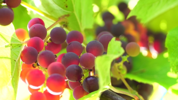 Grapes On a Sunny Day, Clusters Of Bright Colors, Through The Sun's Rays