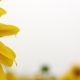 Sunflower  In The Field - VideoHive Item for Sale