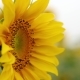Sunflower  in the Field 4 - VideoHive Item for Sale