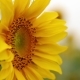 Sunflower  In The Field 5 - VideoHive Item for Sale
