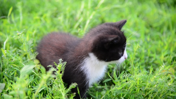 Black And White Kitten Sitting In Grass On The Lawn