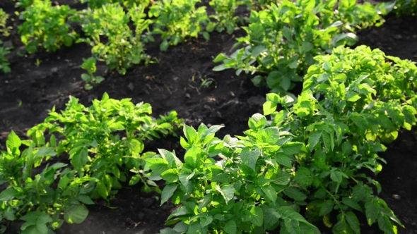 Growing Potatoes In Garden Outside