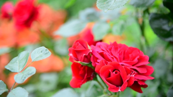 Red Rose Bush In Flowerbed