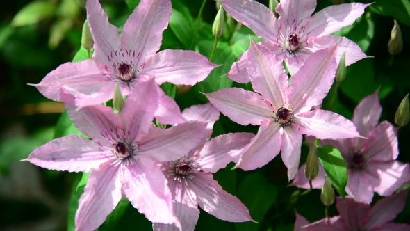 Pink Flowers of Clematis 