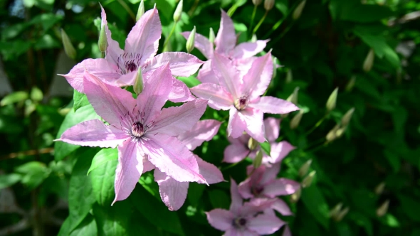 Pink Flowers Of Clematis 