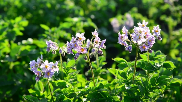 Flowering Potatoes In The Summer Day