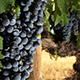 Grapes - VideoHive Item for Sale