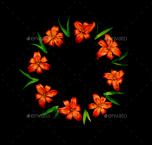 Orange lily on black background