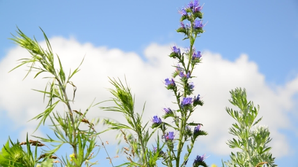 Meadow Flowers Grass Against a Sky